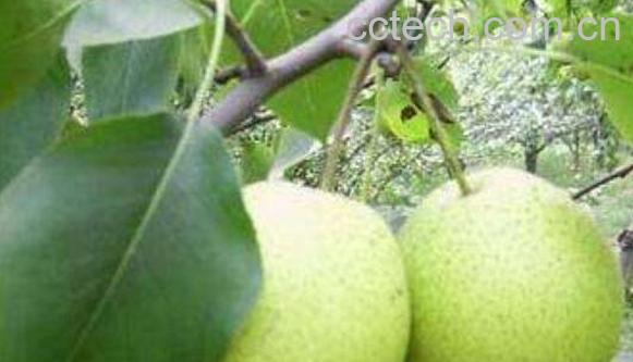 青皮梨叫什么 青皮梨的功效与作用-1