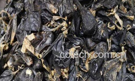 蛇胆茶的功效与作用-0