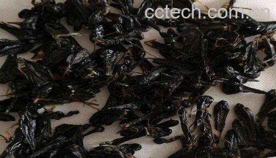 蛇胆茶的功效与作用-1