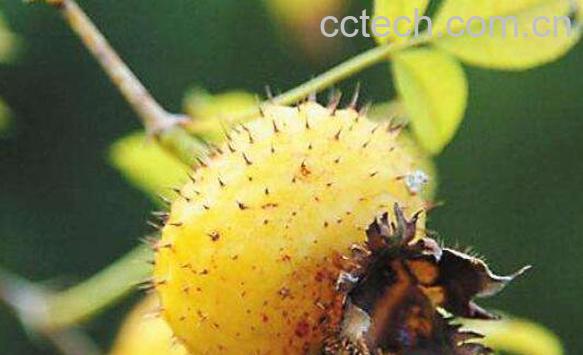 刺莉的作用与功效-0