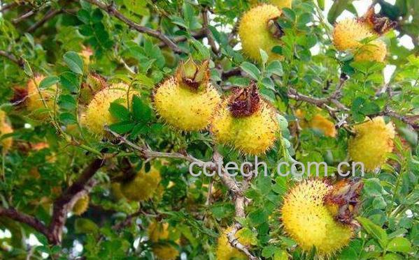 刺莉的作用与功效-1