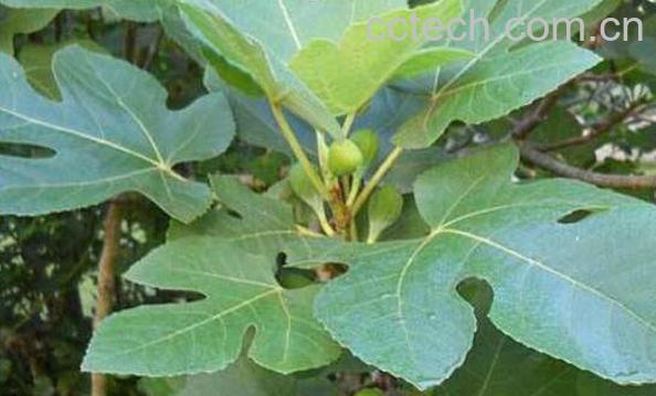 无花果叶煮水的功效与作用-0