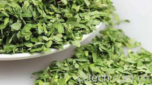 相思叶的功效与禁忌-0