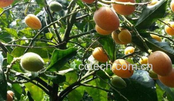 黄皮果树叶的功效与作用-0