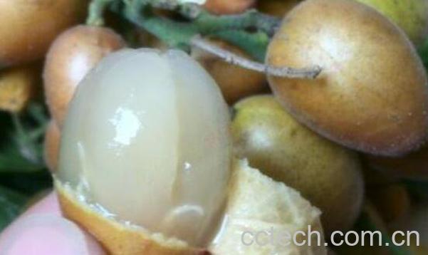 黄皮果泡酒的作用与功效-0