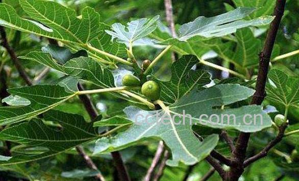 无花果树枝煮水的功效-0