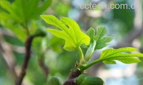 无花果树枝煮水的功效-1