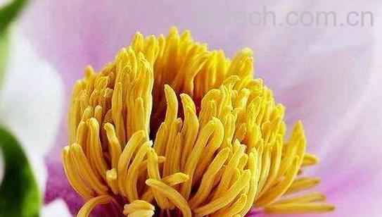 牡丹花蕊的功效与禁忌-0