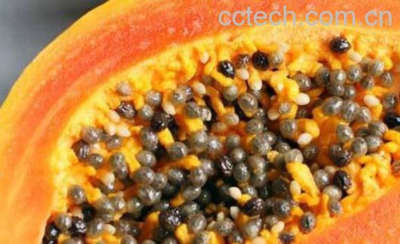 木瓜籽能吃吗 木瓜籽怎么吃-1