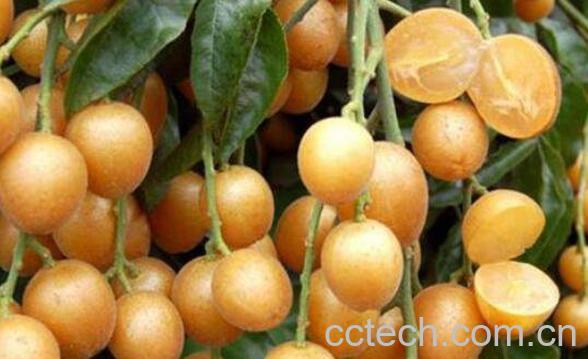 黄皮果的功效与作用 黄皮果怎么吃-0