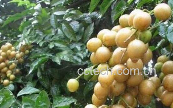 黄皮果的功效与作用 黄皮果怎么吃-1