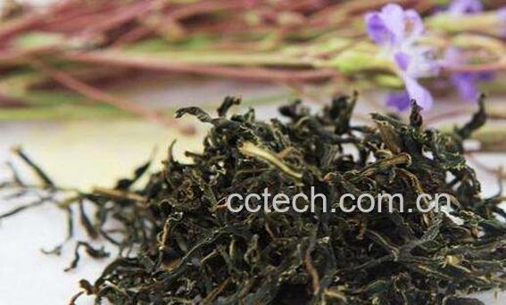 苦菜茶怎么做 苦菜茶的制作方法-1