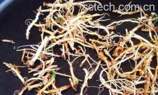 苦菜根茶的制作方法 喝苦菜根茶的好处-0