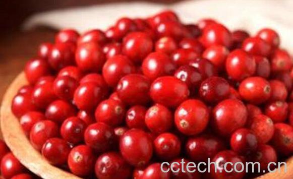 蔓越莓的功效与作用 蔓越莓的食用方法-0