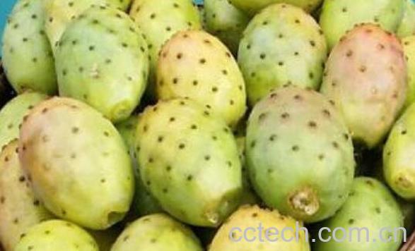  仙人掌果的功效与作用有哪些-1