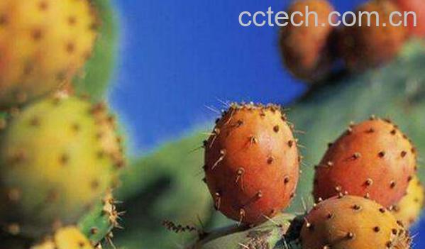 仙人掌果泡水的功效 仙人掌果泡水喝副作用-0