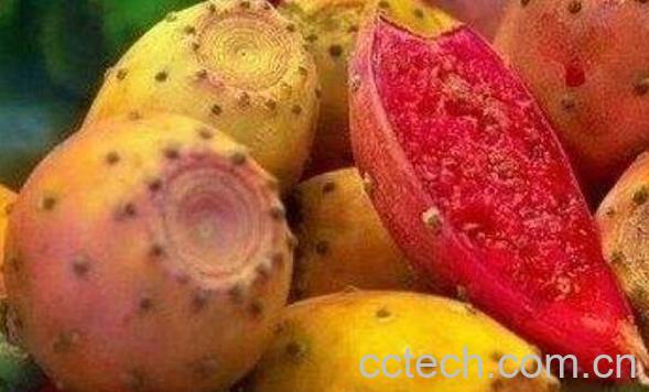 仙人掌果泡水的功效 仙人掌果泡水喝副作用-1