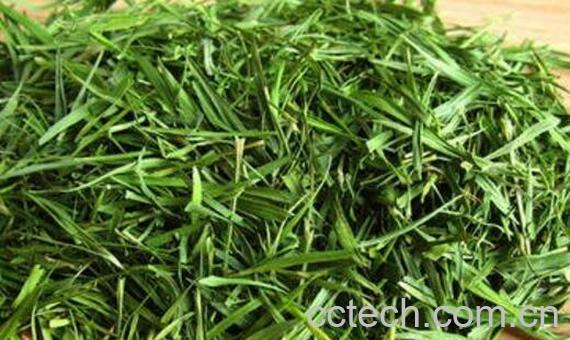 竹叶茶怎么泡最好喝 竹叶茶的正确泡法-1