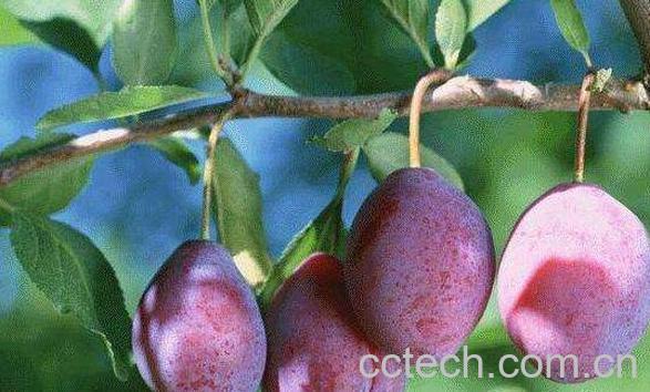 西梅的功效与作用 吃西梅的好处-1