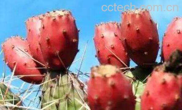 仙人掌果怎么吃 仙人掌果的吃法-0