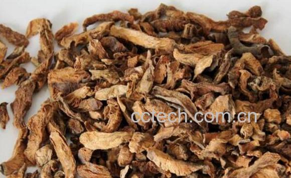 菊苣茶的功效与作用 菊苣茶的副作用-0