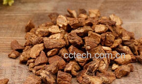 菊苣茶的功效与作用 菊苣茶的副作用-1