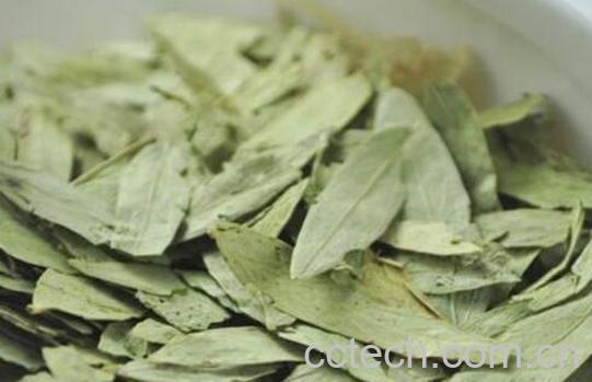 柳叶茶的最佳制作方法-1