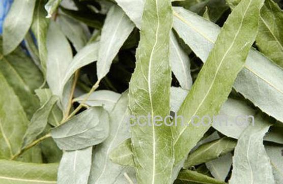 柳叶茶的最佳制作方法-0