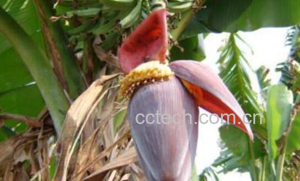 香蕉花的功效与作用 香蕉花怎么吃-1