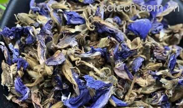 葛花茶可以长期喝吗 葛花茶的禁忌有哪些-1