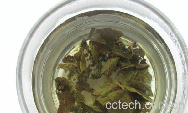 柿子叶泡水喝的功效与危害-0