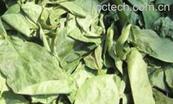 柿子叶泡水喝的功效与危害-1