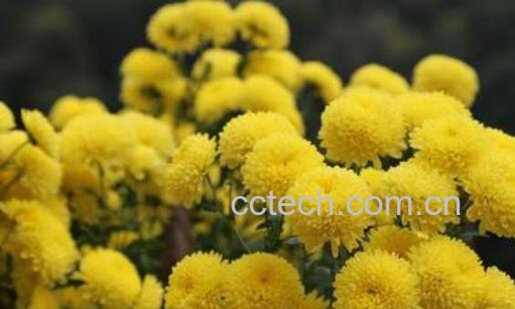 徽州皇菊的功效与作用-1