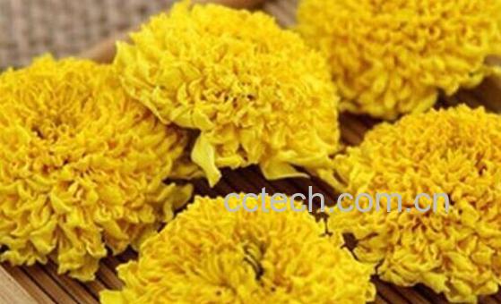 徽州皇菊的功效与作用-0