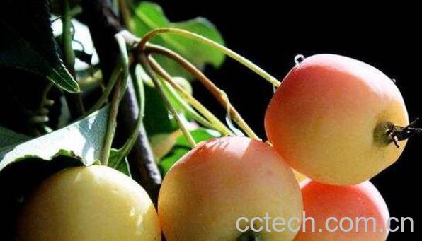 海棠果泡茶的功效与作用-0