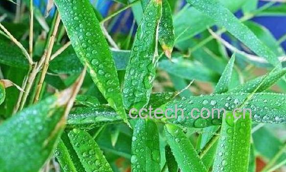 竹叶茶的制作方法-1