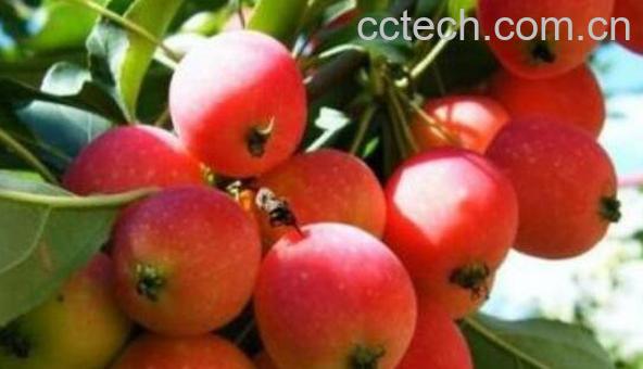 海棠果泡茶的功效与作用-1