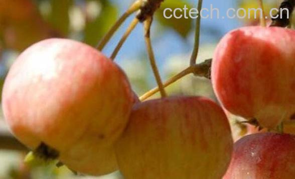 海棠果的功效与作用 海棠果怎么吃-1