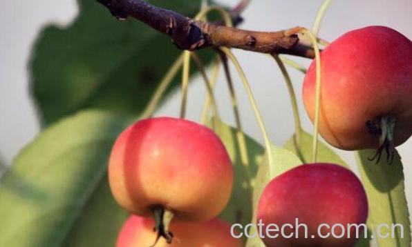 海棠果的功效与作用 海棠果怎么吃-0