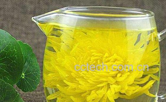 金丝皇菊的功效与作用-0