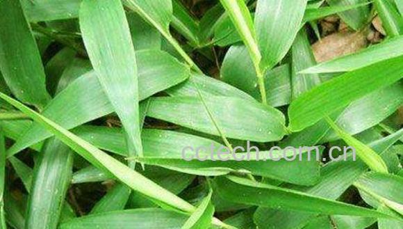  竹叶怎么制成干茶-0