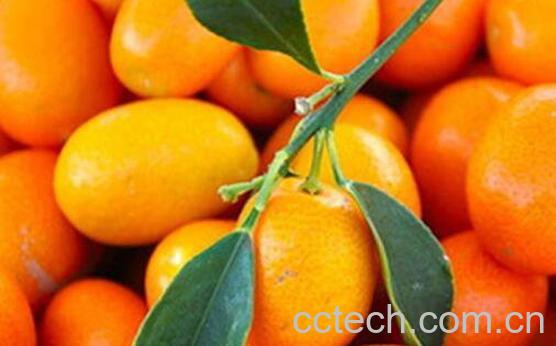 金钱橘泡酒功效与作用-1