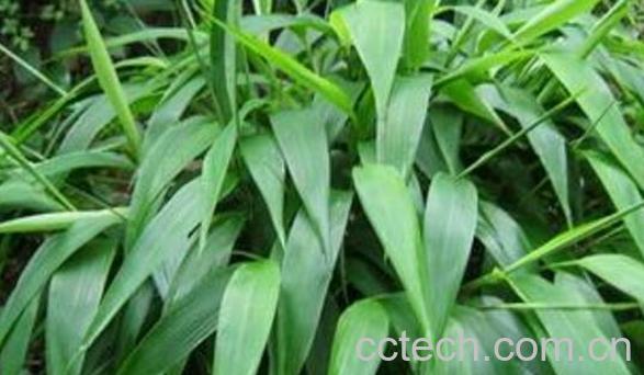  竹叶怎么制成干茶-1