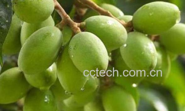 滇橄榄粉的功效与作用-1