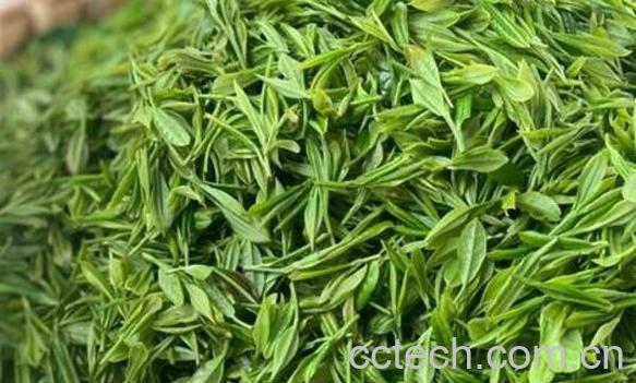 手工炒制绿茶的最佳方法 自己炒茶叶的步骤-1