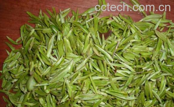  摘回来的茶叶要不要洗 自己炒的绿茶为什么不绿-1