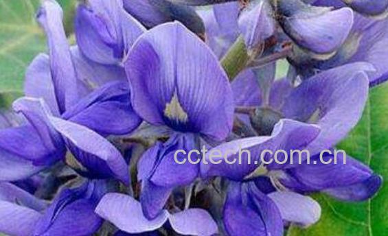 葛花和葛根哪个解酒 葛花的功效与作用-0