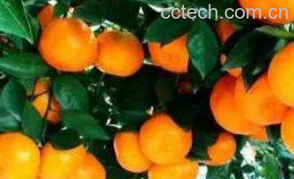 金钱柑的食用方法 金钱柑的食用效果-0