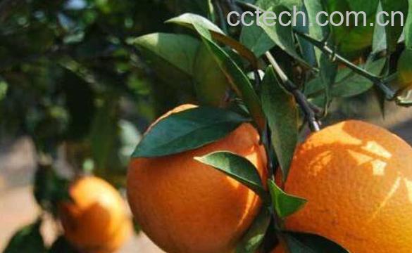 金钱柑的食用方法 金钱柑的食用效果-1