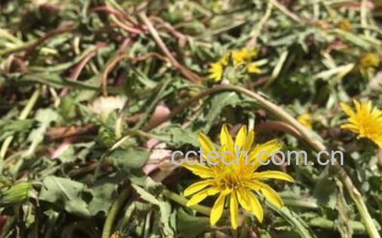 女性喝蒲公英茶的禁忌 蒲公英茶哪些人不宜喝-0